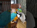 Уничтожение. #macaw #parrot #animal #bird #funny