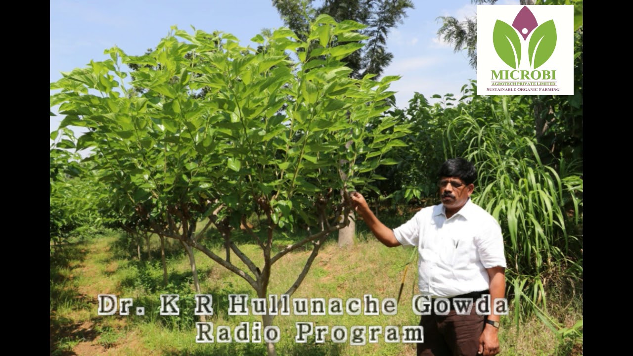 Dr K R Hullunache Gowda Mysore Radio Program On Mulberry Youtube Dr K R Hullunache Gowda Mysore Radio Program On Mulberry Youtube
