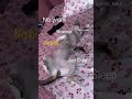 Cute cat| video | cat sleeping 😴