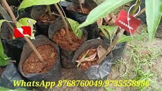 Exotice Varaites Mango Plant //Neelam //Kohitur //Malgova//Hong Siang Ya//kalapadi Mango Plant. 