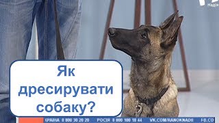 Як дресирувати собаку? | РАНОК НАДІЇ Як дресирувати собаку? | РАНОК НАДІЇ