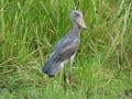 Murchison Falls National Park  - Uganda