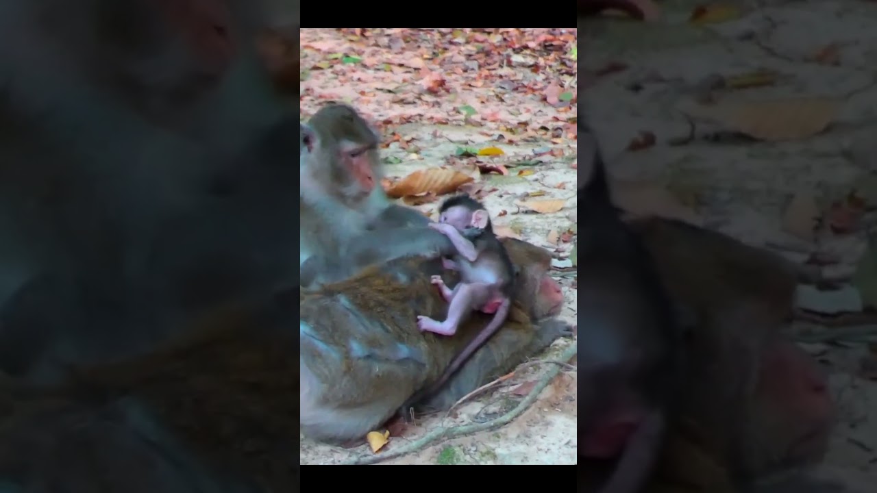 Monkey species: The mother monkey was annoyed because her baby monkey kept bothering her.