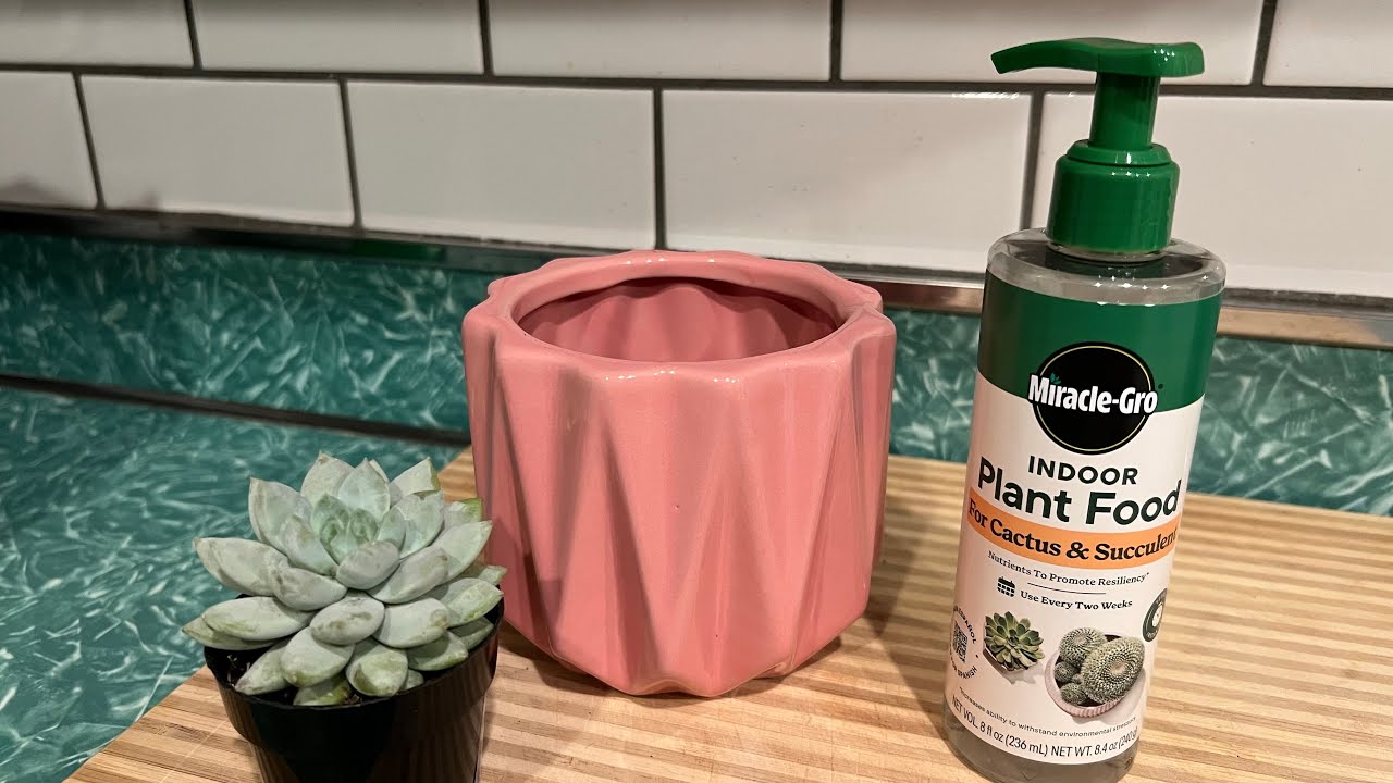 Miracle-Gro Indoor Plant Food for Cactus and Succulent Liquid Plant Food  Info
