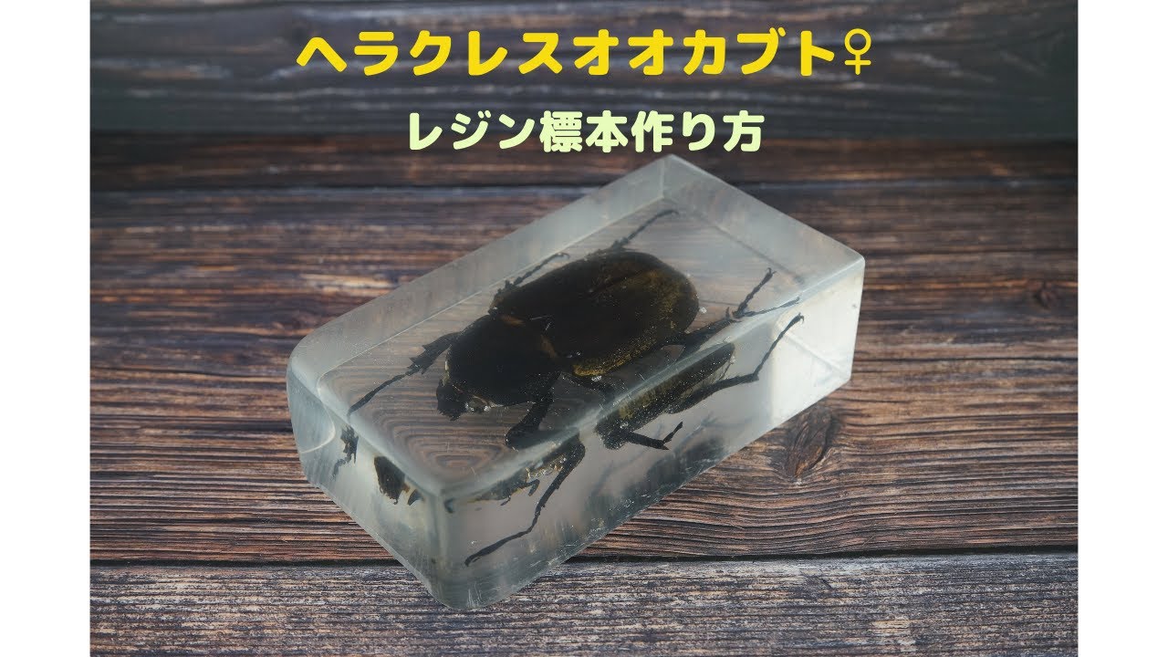 ヘラクレスオオカブト♀のレジン標本を作ってみた【ヘラクレス