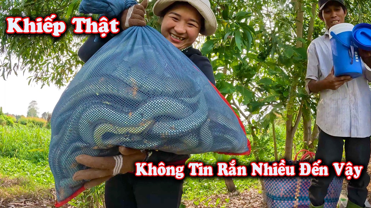 RẮN Nhiều Lắm Rồi Em Ơi Về Mau Kẻo Muộn # CSBR # 461