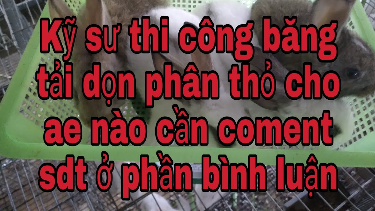 Kỹ sư thi công băng tải dọn phân tự động cho ae nào cần