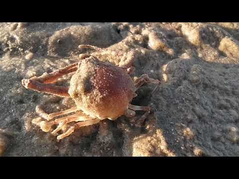 Video: Inventarisatie En Nieuwe Gegevens Van Benthische Amfipoden Uit Macrofyten En Fijnzandgemeenschappen Van De Lagune Van Bizerte (Tunesië, Middellandse Zee SW)