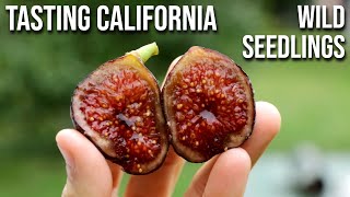 These Figs Have Wasps in Them: Pollinating Figs and Comparing Wild Fig Trees