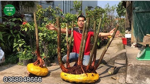 Bán phôi sim rừng bụi to bầu đẹp rễ tơ nhiều.Hoa bạn và tôi