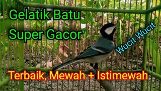 Pancingan Gelatik Batu Gacor Auto Respon  Masteran Gelatik Batu Gacor