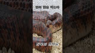 "자연계의 비정한 먹이사슬, 뱀을 사냥하는 뱀!" #쇼츠 #shorts #뱀 #snake #파충류 #nature #wildlife