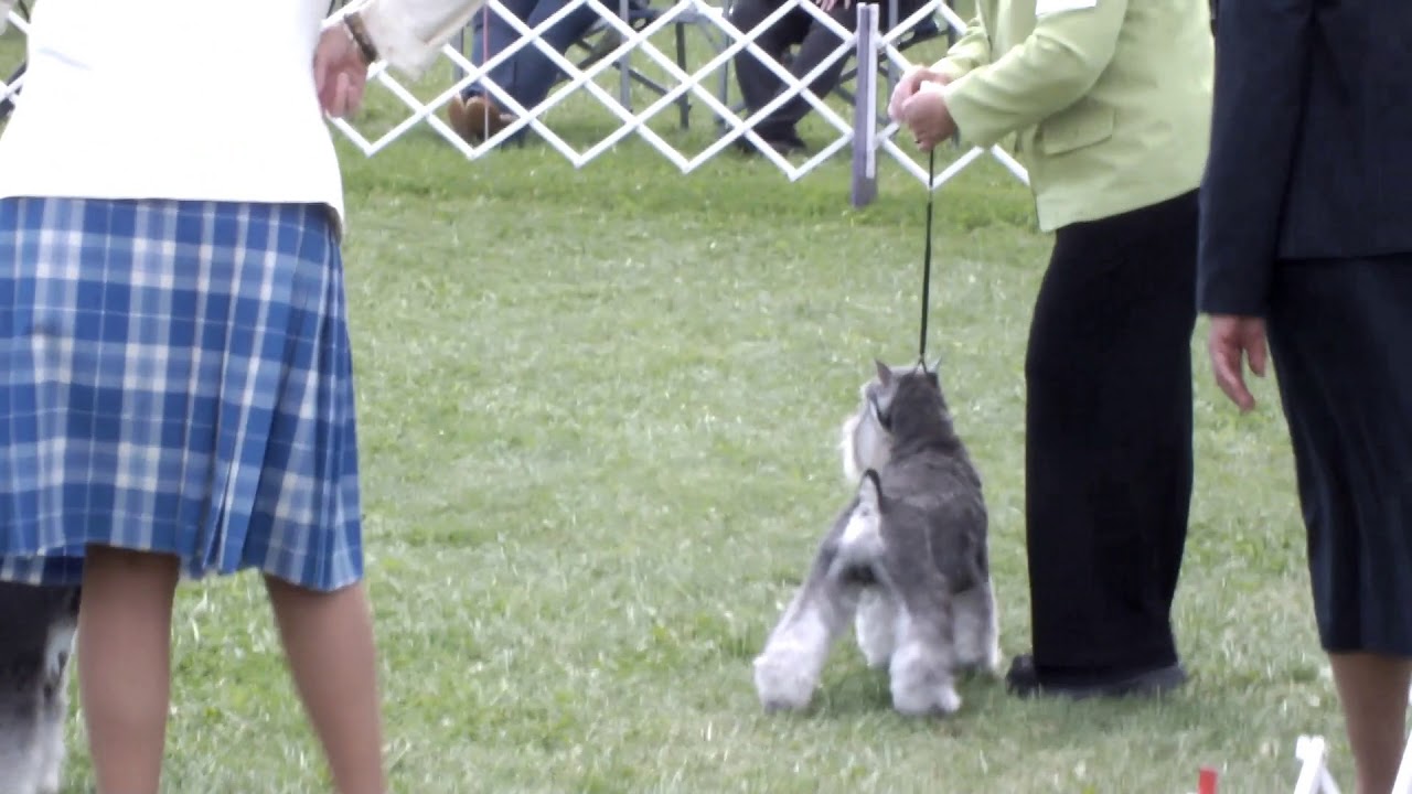 Mr Otto takes "Best of Opposite" at Wine Country Circuit Dog Show