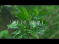 Soothing Tranquil