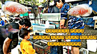 Update Harga Ikan Hias Subuh Jatinegara ‼️ 02 Oktober 2023