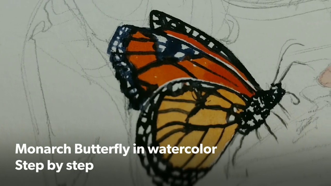 Monarch Butterfly watercolor step by step - YouTube