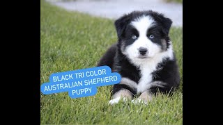 Black Tri Australian Shepherd Puppy