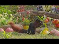 CAT TV : Videos for Cats to Watch • Fun with Birds, Squirrels and Wildlife