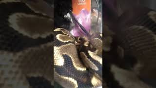 pastel yellow belly ball python