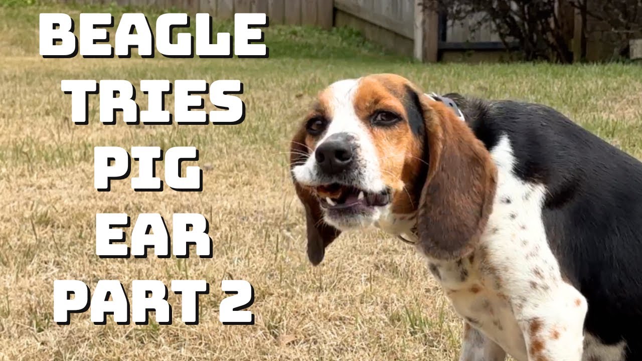 Beagle Tries Pig Ear: The Chewy Chronicles Part 2