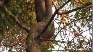 Tolerating Defects in Form - Prune Like a Pro