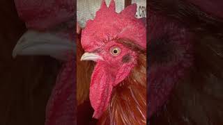 Big Rooster #shorts #Rooster #chicken #amazing
