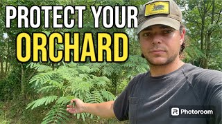 Effective Tips for Keeping Deer Away from Fruit Trees // Permaculture Q&A #14