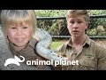 ¡Una pitón salvaje entró en el zoológico! | Los Irwin | Animal Planet