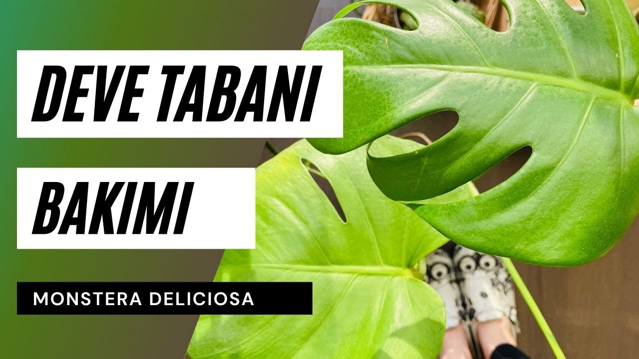 Deve tabanı bakımı ile ilgili pratik bilgiler 🍃 | Monstera deliciosa bakımı