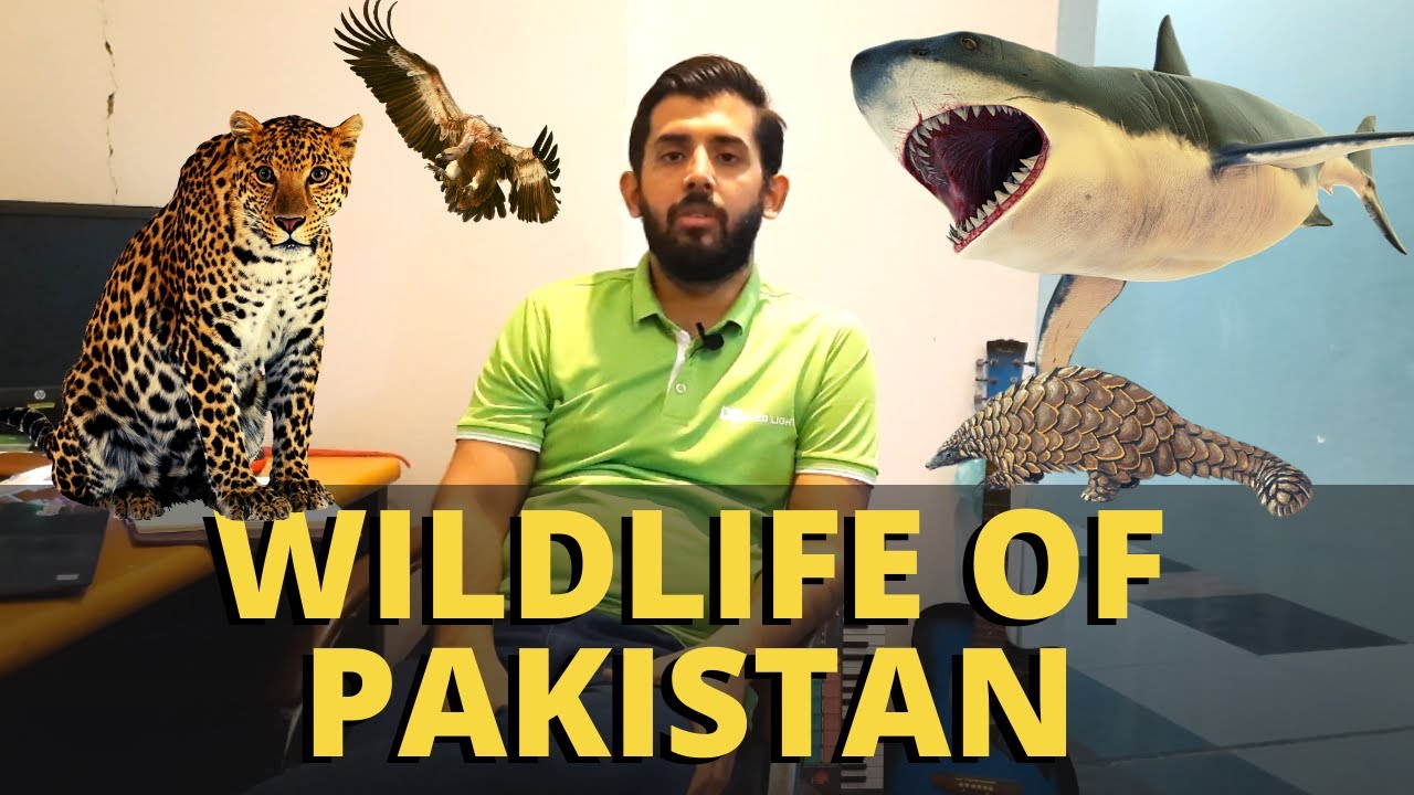 Top 10 Wild Animals in Pakistan | Wildlife of Pakistan | Urdu / Hindi ...
