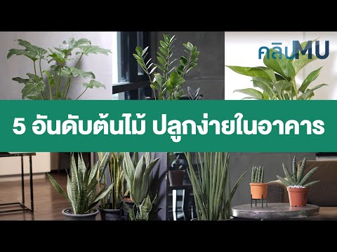 5 อันดับต้นไม้ ปลูกง่ายในอาคาร | คลิป MU [Mahidol Channel]