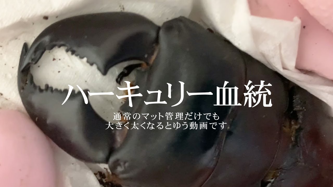 マット管理のみで極太ハーキュリー血統（スマトラオオヒラタ）羽化