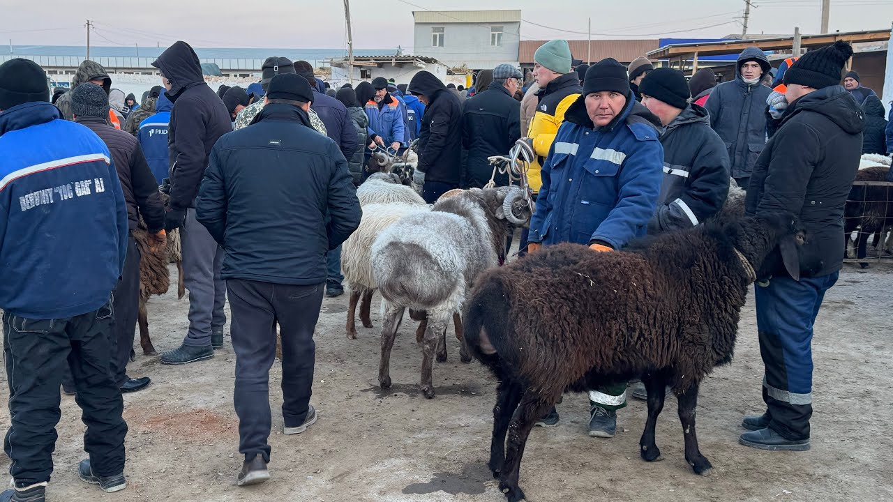 BERUNIY QOʻY BOZOR NARXLAR 01-03-2026 tel-93-998-00-11