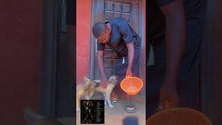 Look out for maggots in early stages of Dog breeding | Dog #music #mixedbreed