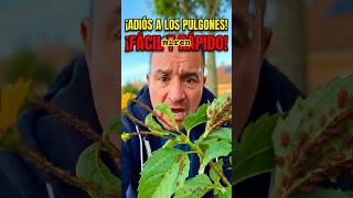 "¡Elimina los pulgones de tus plantas para siempre con ESTO que ya tienes en casa!"