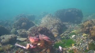 Port Orchard Underwater Webcam