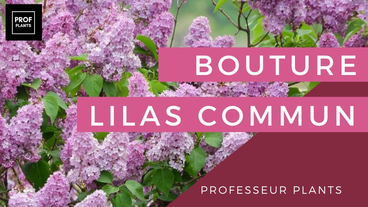 COMMENT BOUTURER LE LILAS YouTube — free download