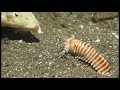 Кормим морского страшного трехметрового червя убийцу
