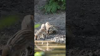Baby Wild Boars #veluwe #wildlife #wildboar #nature