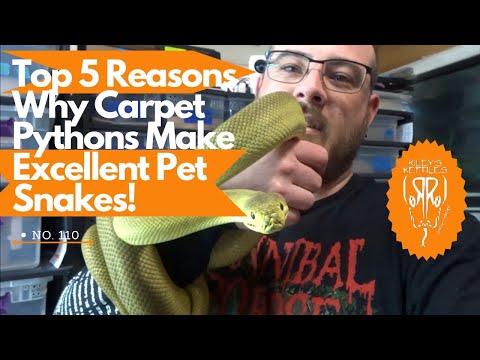Top 5 Reasons Why Carpet Pythons Make Excellent Pet Snakes! - no. 110