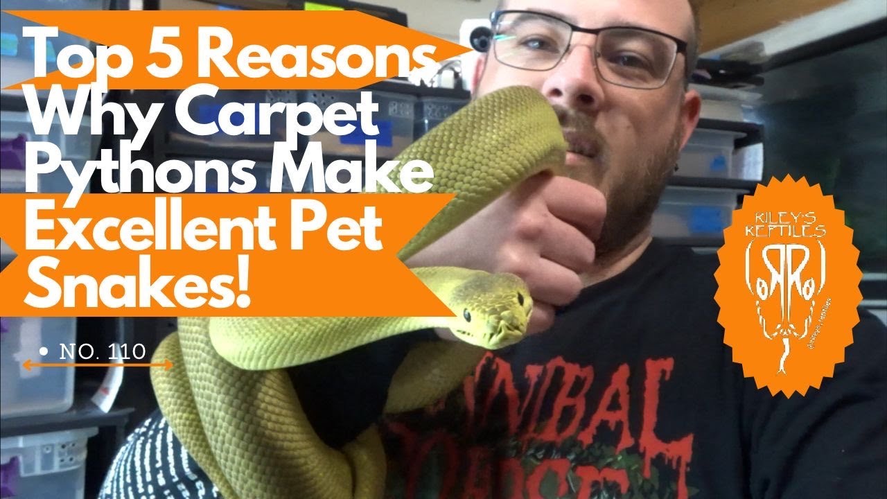 Top 5 Reasons Why Carpet Pythons Make Excellent Pet Snakes! - no. 110 ...
