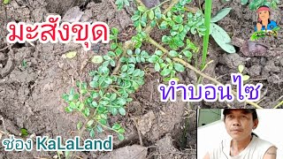 มะสัง,ขุดทำบอนไซ @KaLaLand Ep