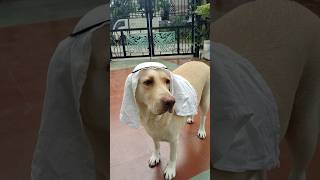 लोलो 🐶 मिलेनियर 💰 फाॅम मे #millionaire Lolo 🐕 #labrador #lablovers #doglover #pets #animals