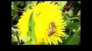 пчёлы на одуванчике 3