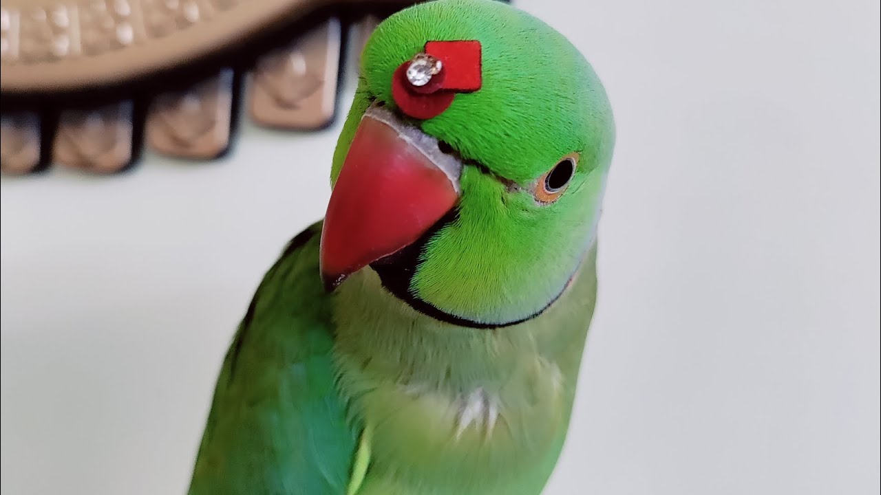 how to teach your parrot...🦜🦜|mitthu mitthu|baby rhymes| - YouTube
