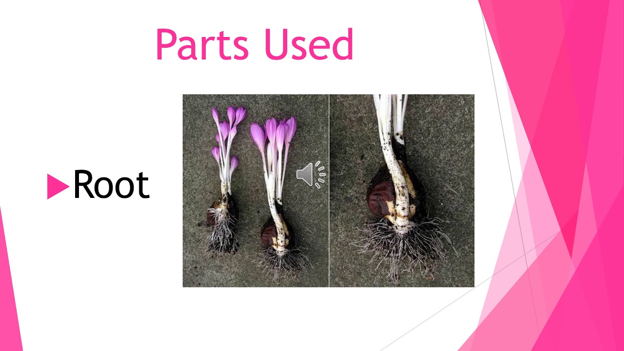 Lecture 11 - Colchicum autumnale