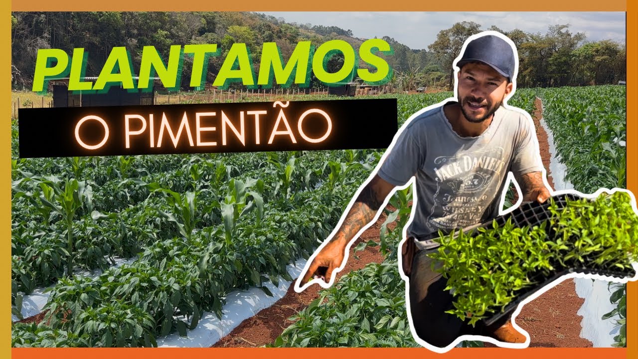 Plantamos 16MIL  pés de PIMENTÃO – passo a passo completo!