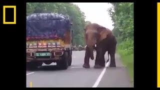 Az éhes elefánt | National Geographic
