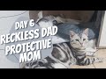 Day 6 - Reckless Dad, Protective Mom | 1 Month Ccomi&#39;s Kitten Vlog
