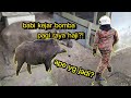 BABI🐖 BUAT HAL KAT STOR RUMAH PAGI2/ABG BOMBA 👨🏻‍🚒LARI DIKEJAR BABI 🤣